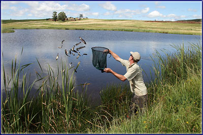 Trout Stocking